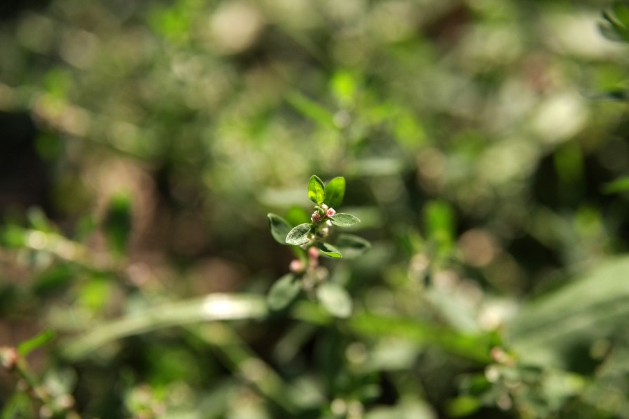 Polygonum arenastrum
