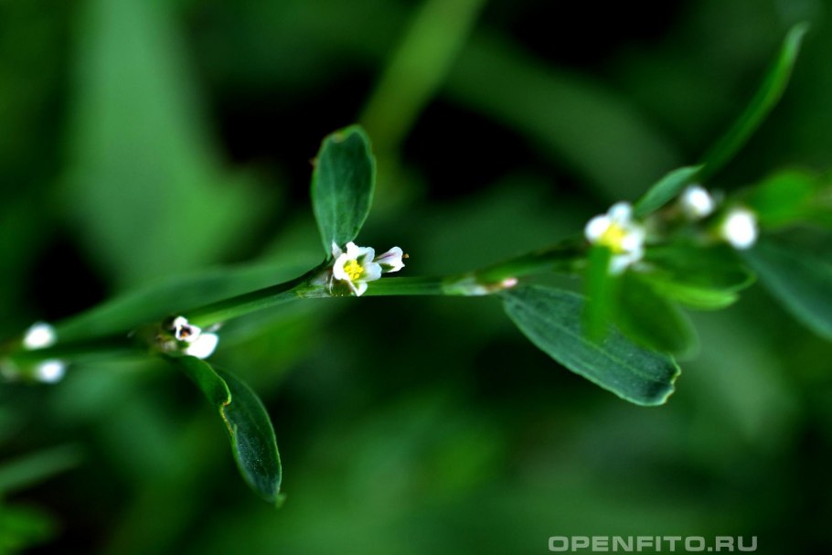 Спорыш (Горец птичий) на белом фоне