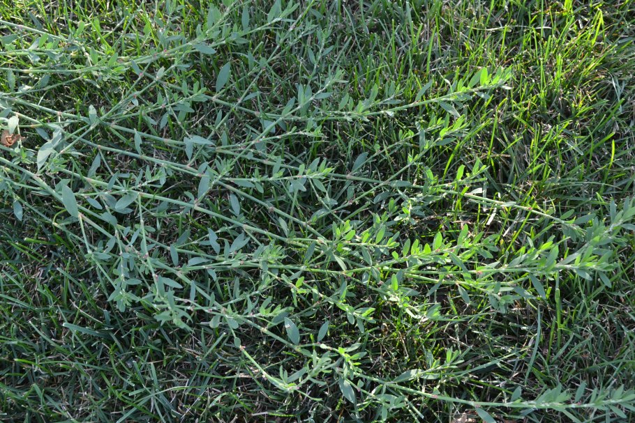 Горец птичий (Polygonum aviculare)