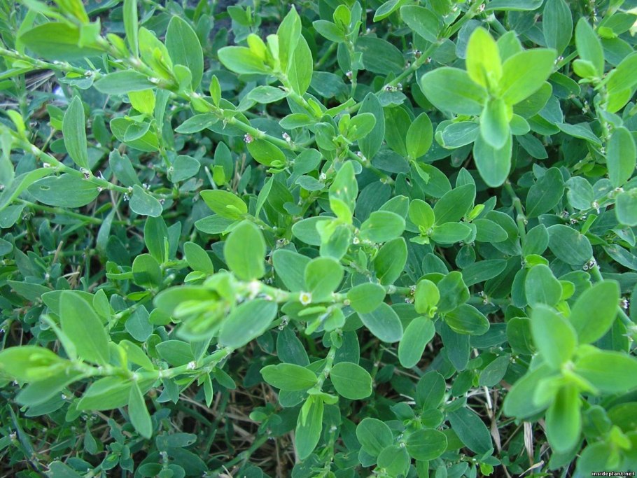 Горец птичий (спорыш) (Polygonum aviculare)