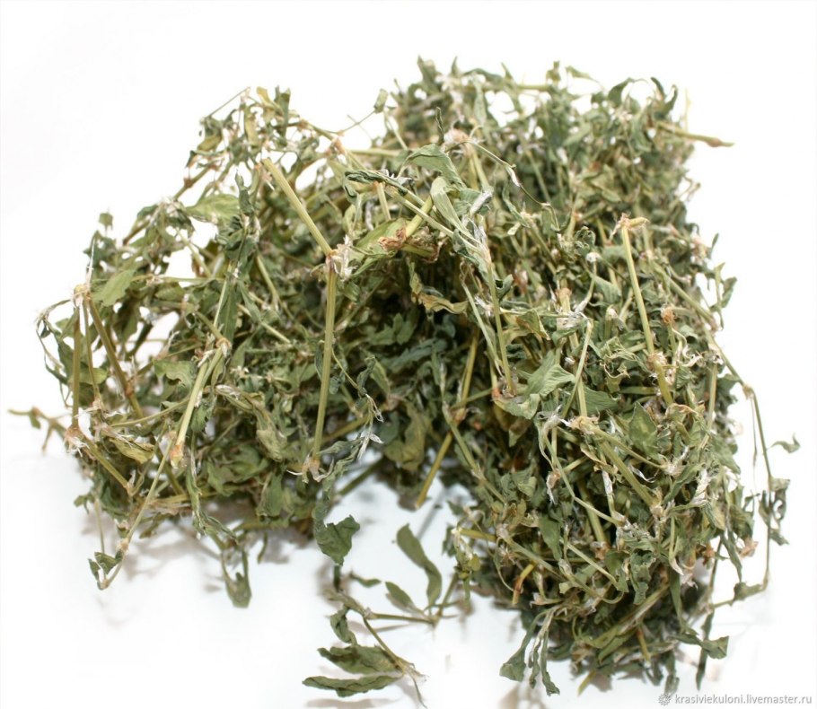 Горец птичий чай