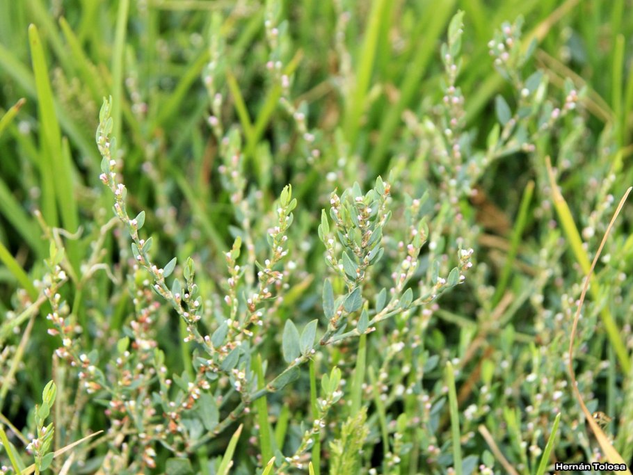 Горец птичий спорыш