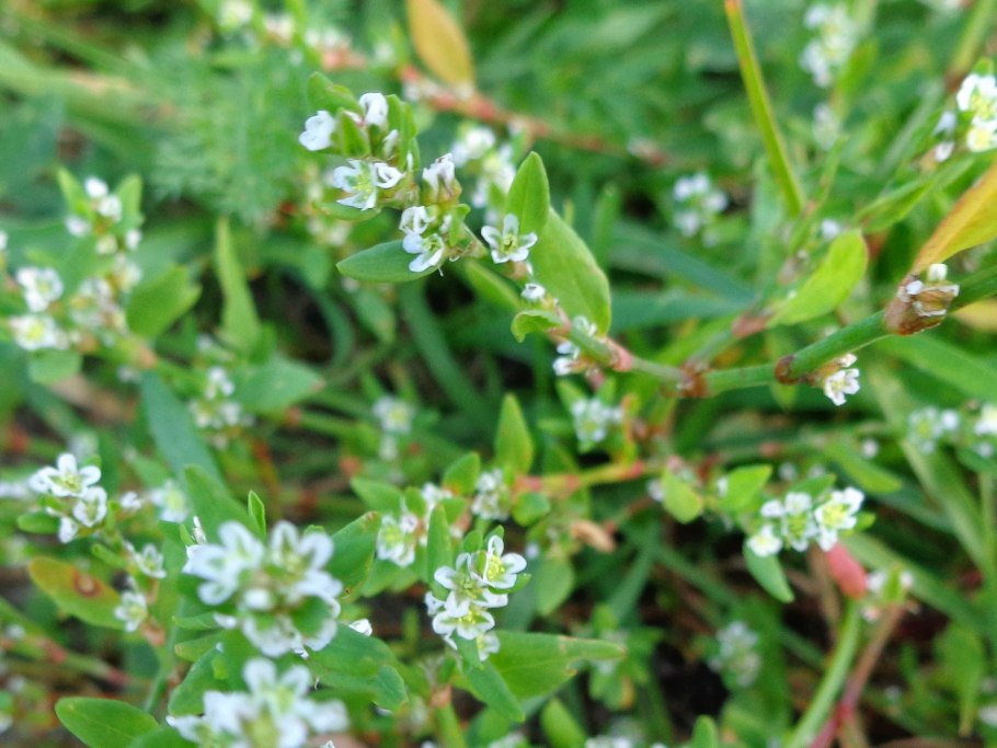 Горец птичий медонос