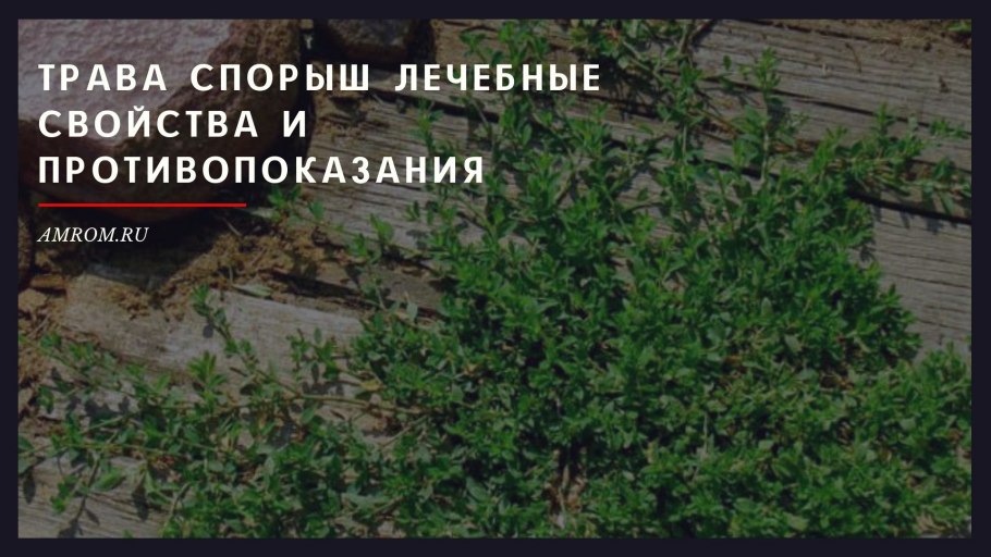 Горец птичий подорожник