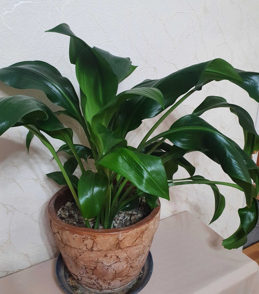 Лилия Апполо комнатная