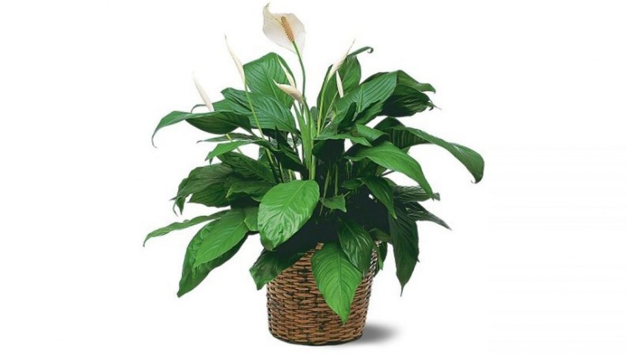 Лилия Аполло домашняя