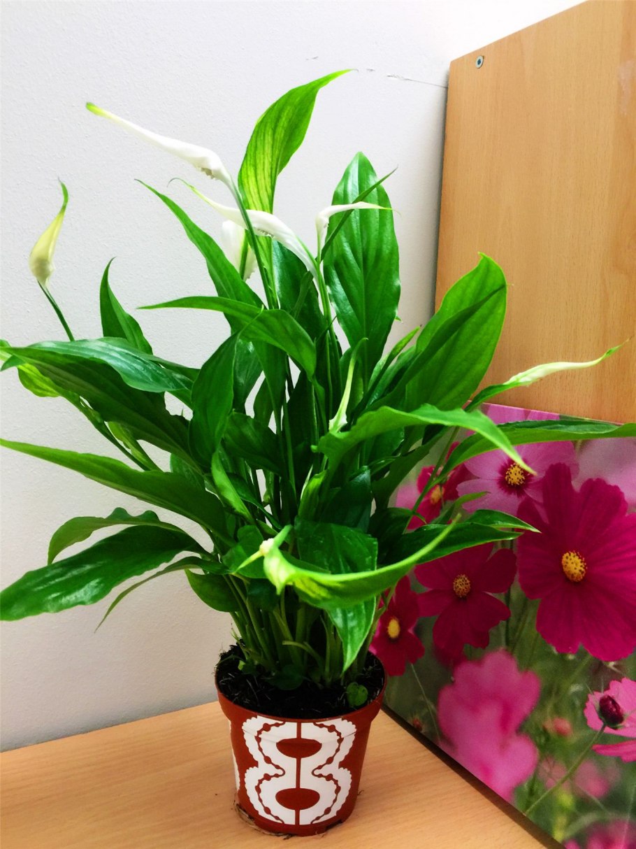 Лилия Апполо комнатная