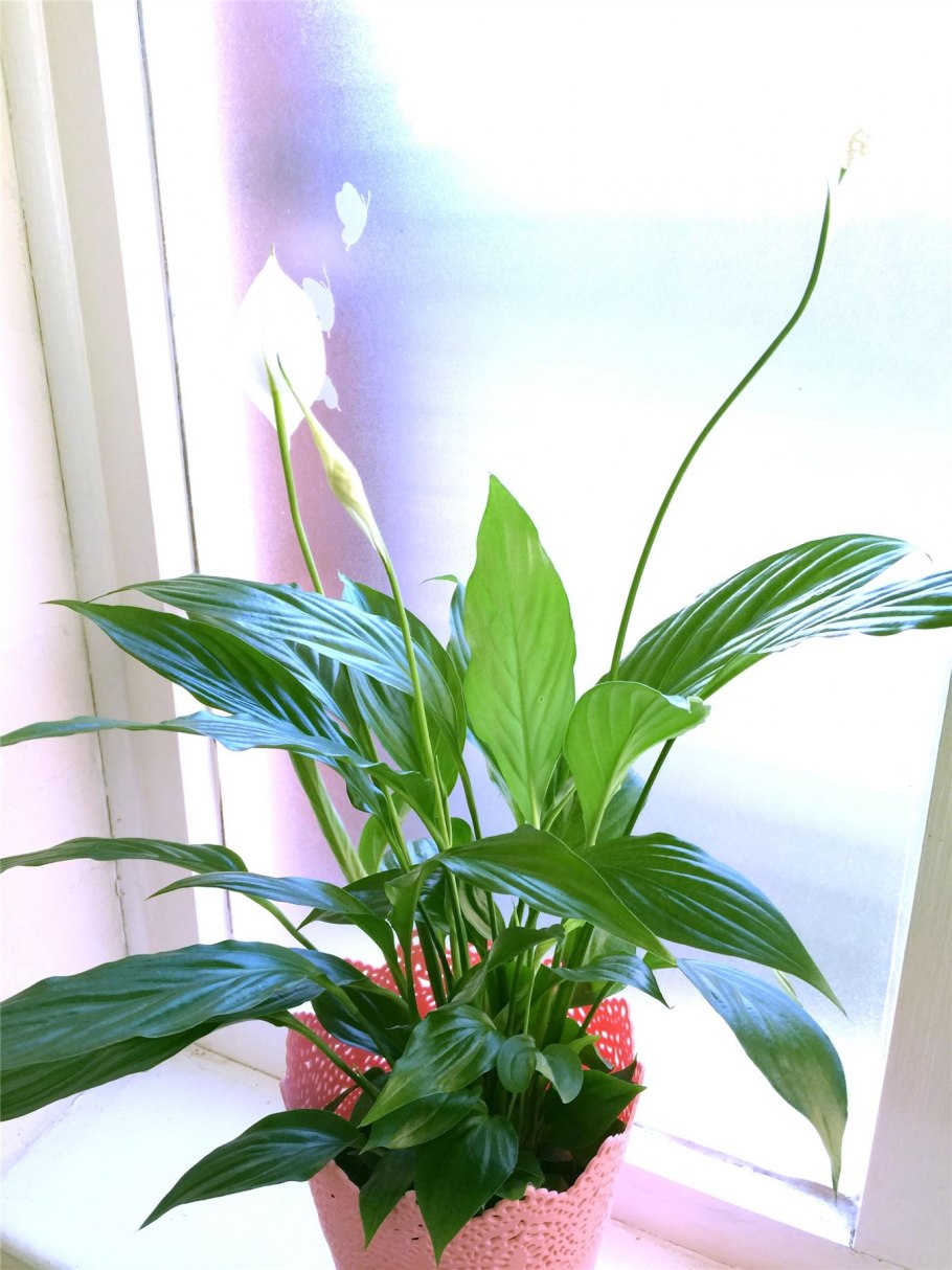 Драцена спатифиллум