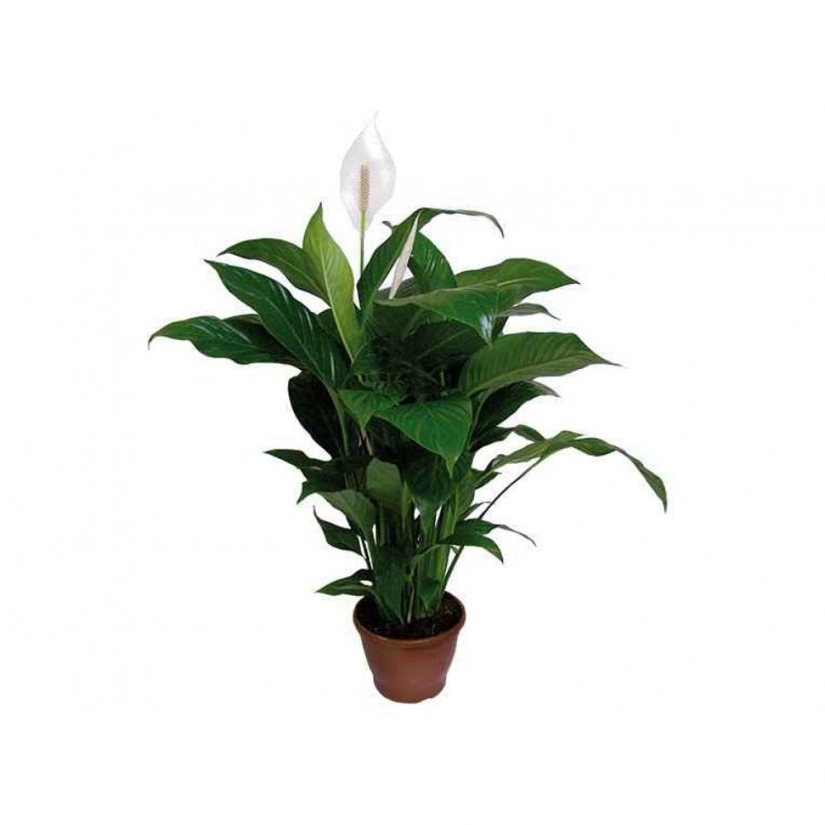 Лилия Abbeville Pride