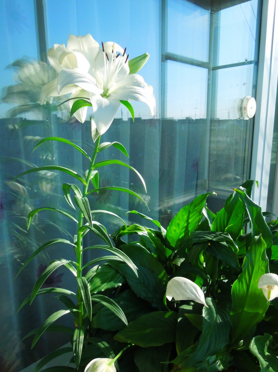 Мирная лилия комнатное растение