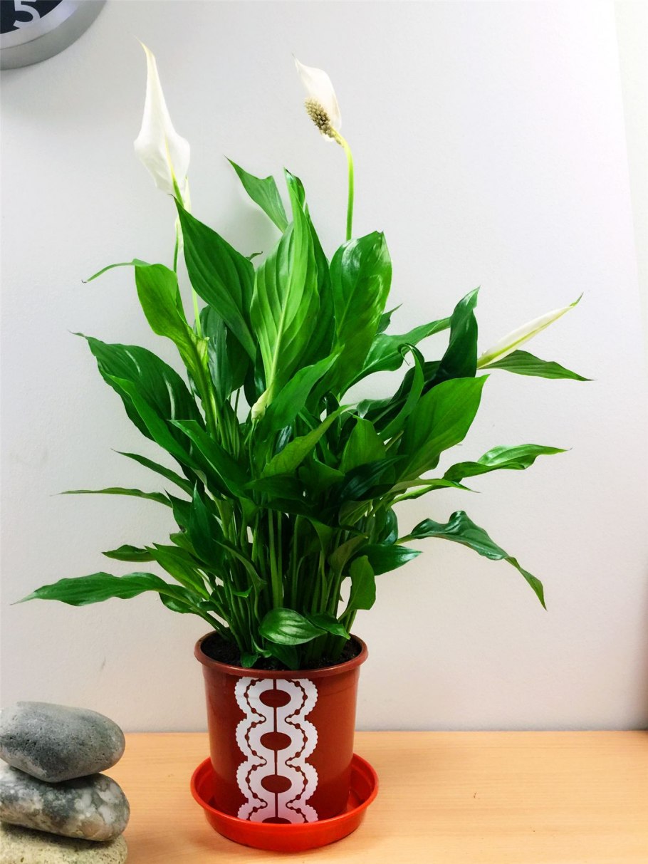 Спатифиллум геликониелистный