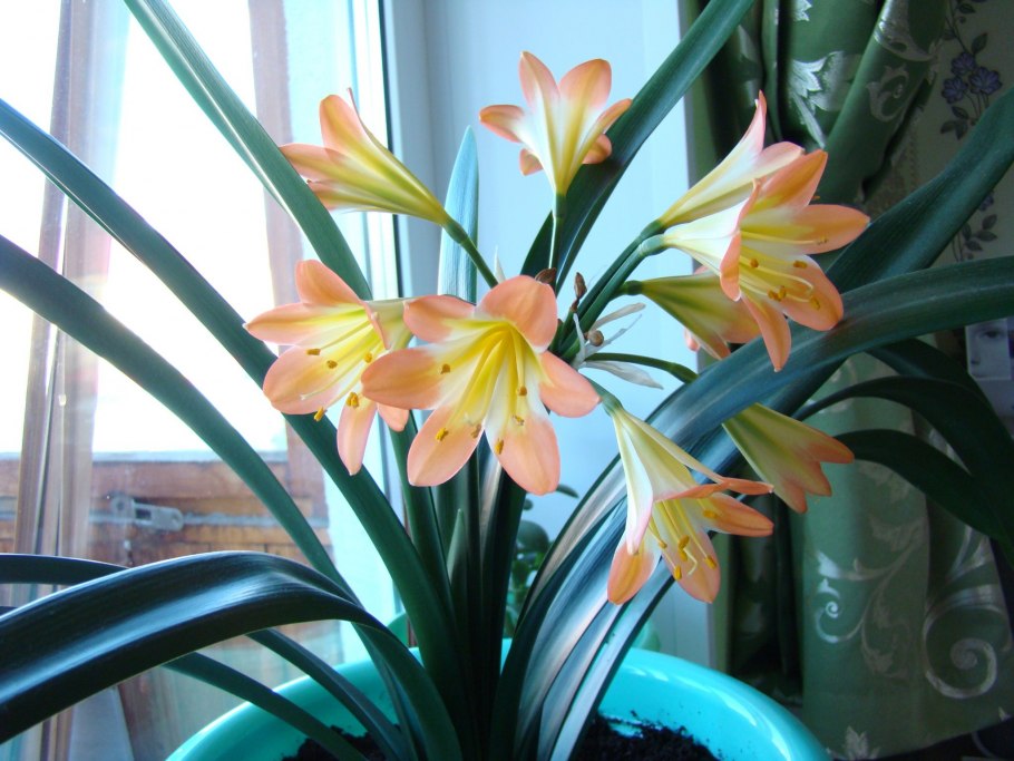 Гиппеаструм молодой