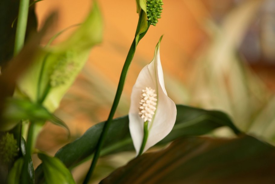 Спатифиллум геликониелистный