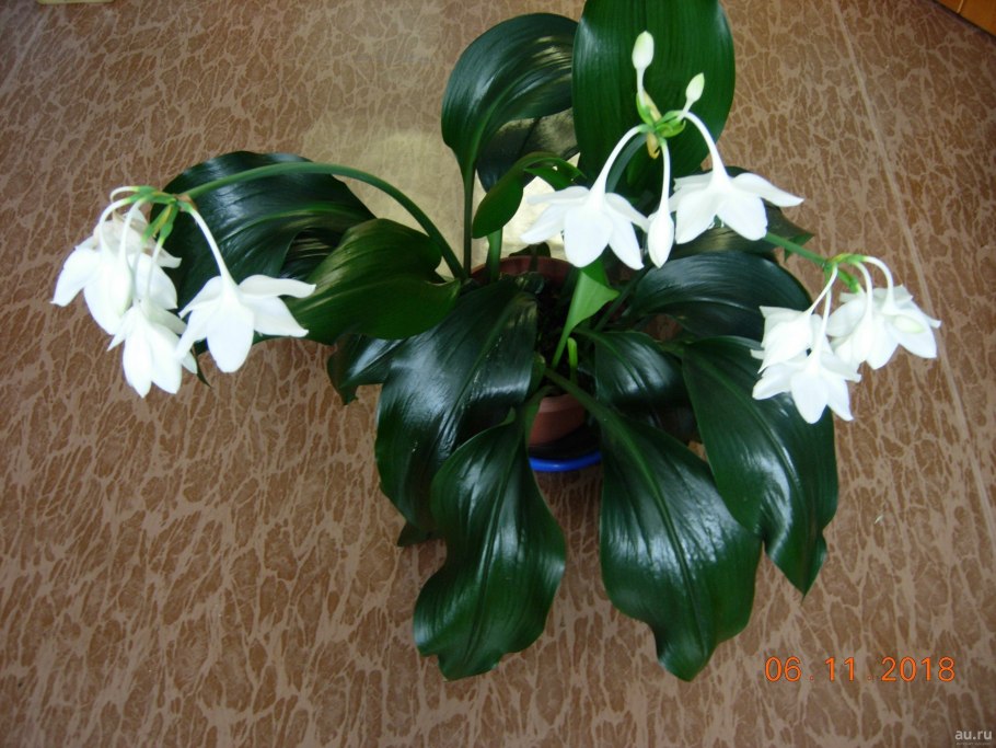 Спатифиллум РЭО