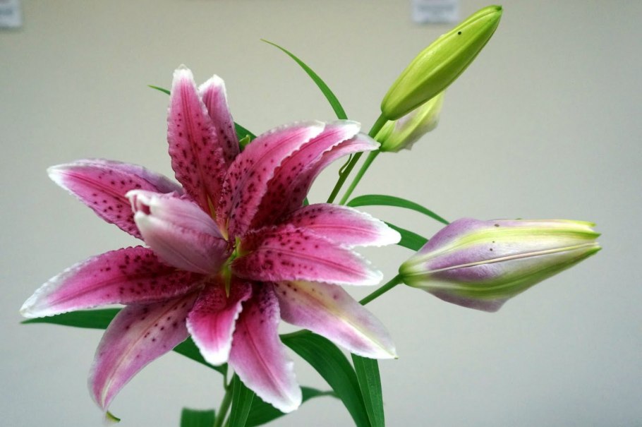 Амазонская Лилия Росток