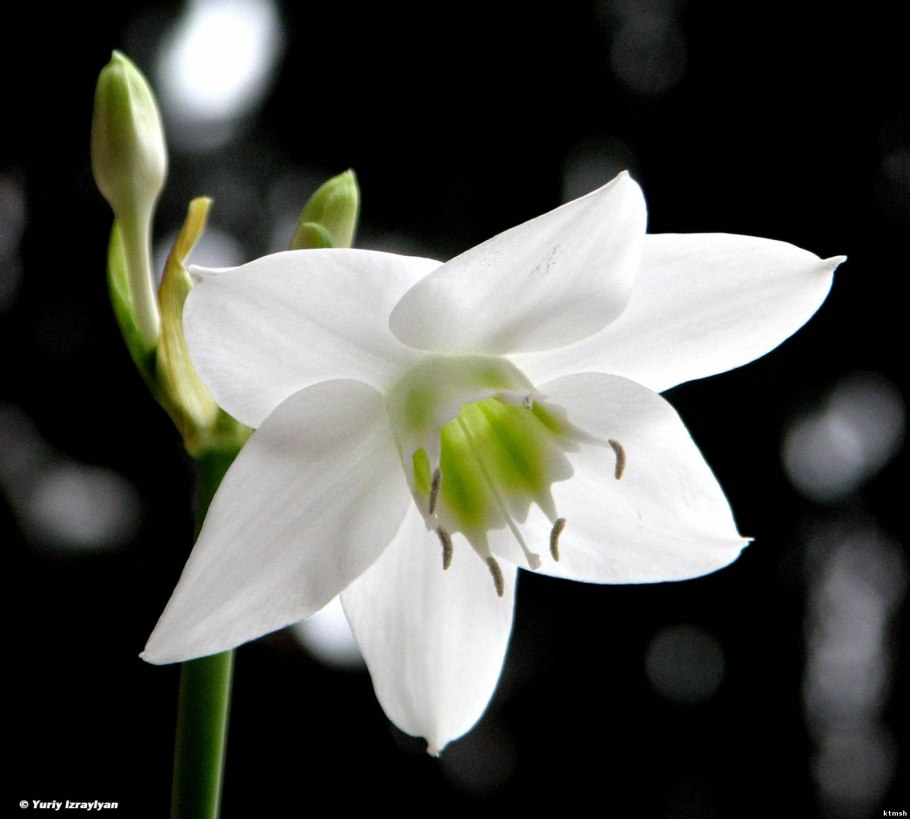 Спатифиллум суккулент