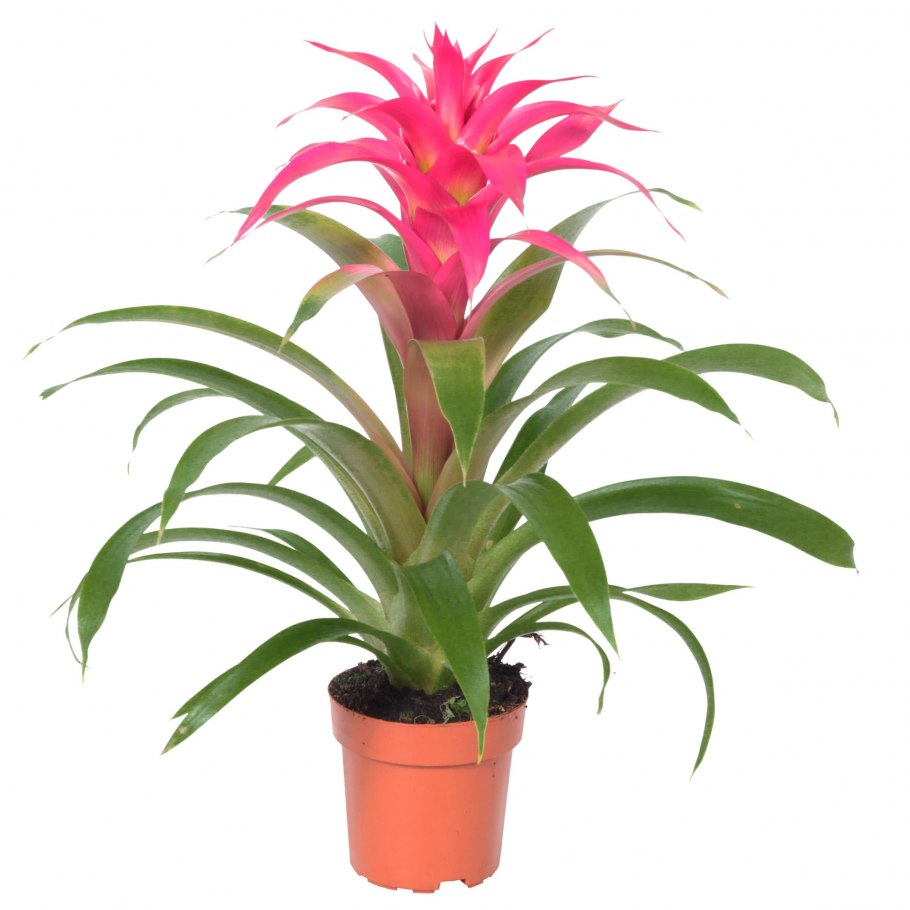 Бромелия гузмания хоуп