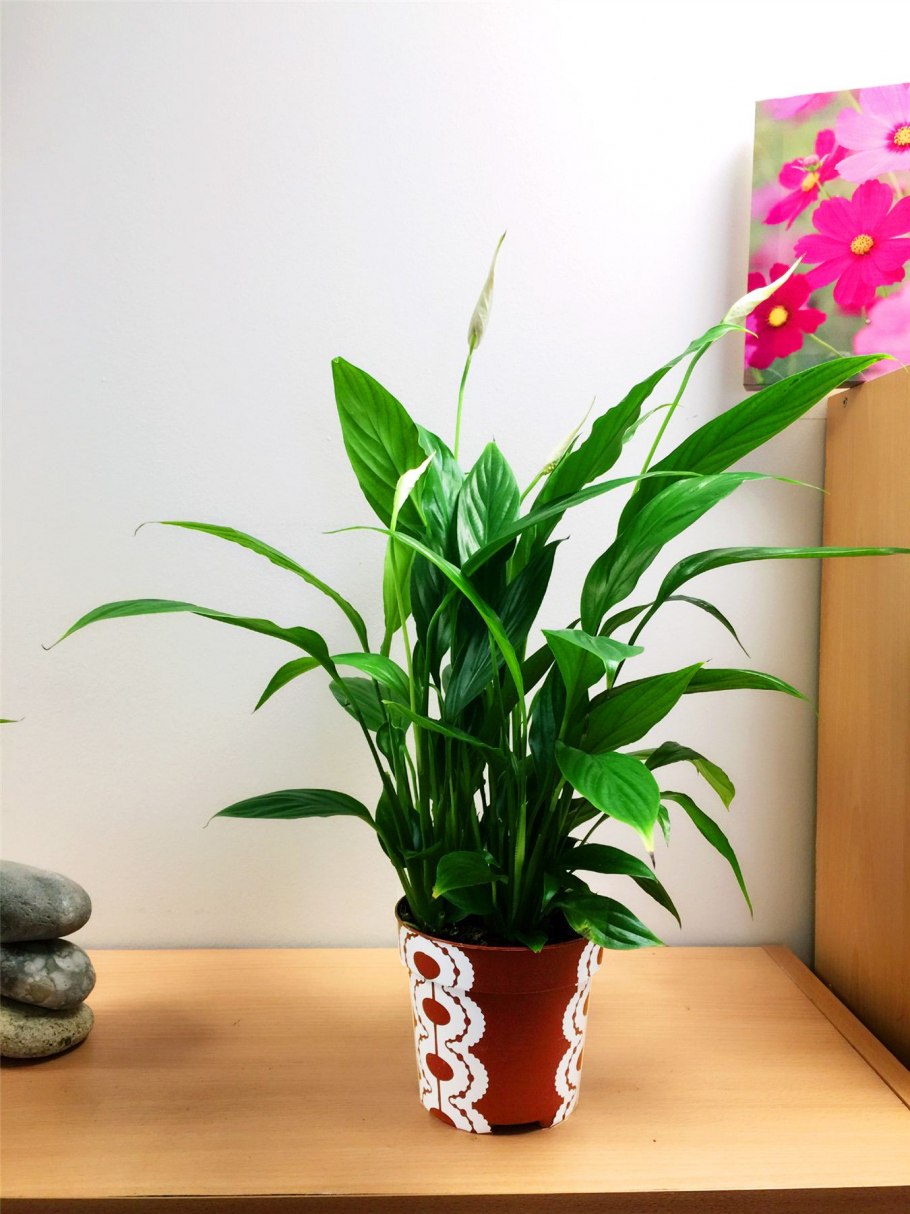 Peace lily spathiphyllum