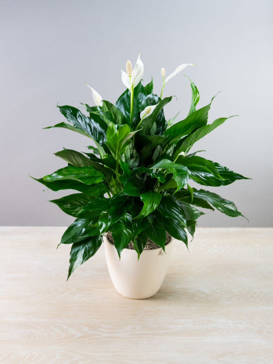 Комнатные цветы которые редко поливают