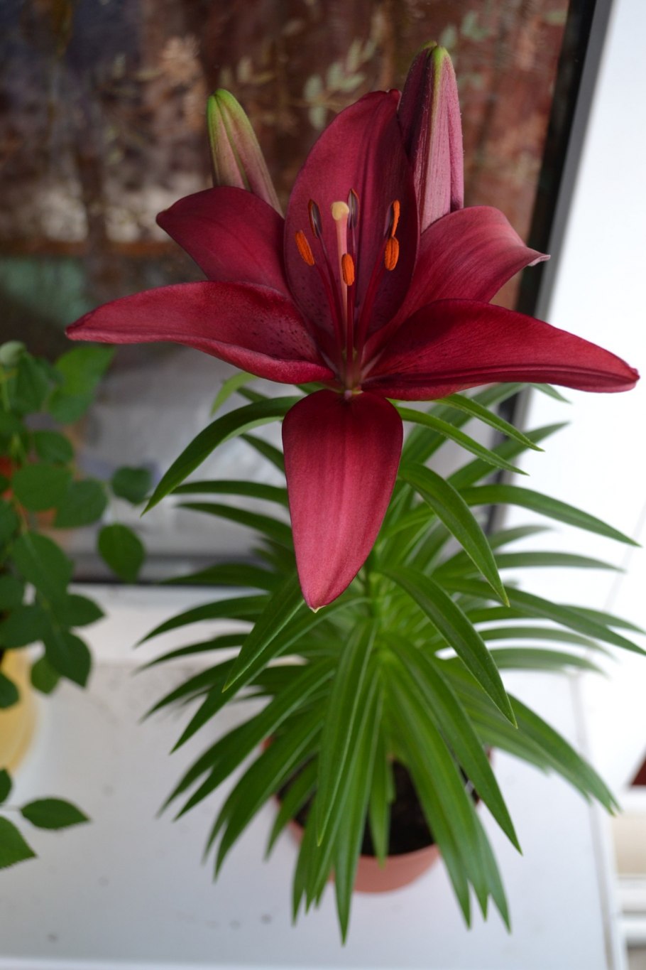 Спатифиллум Вивальди фото