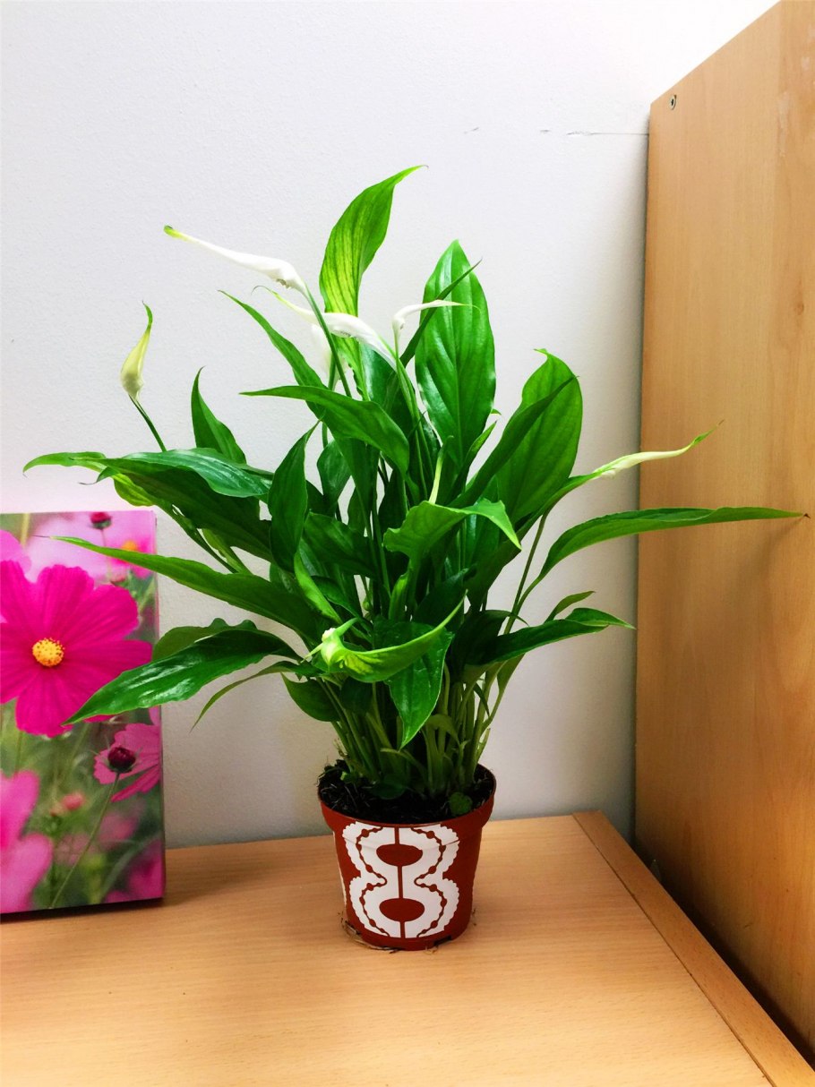 Лилия Амазонская эухарис повяли листья