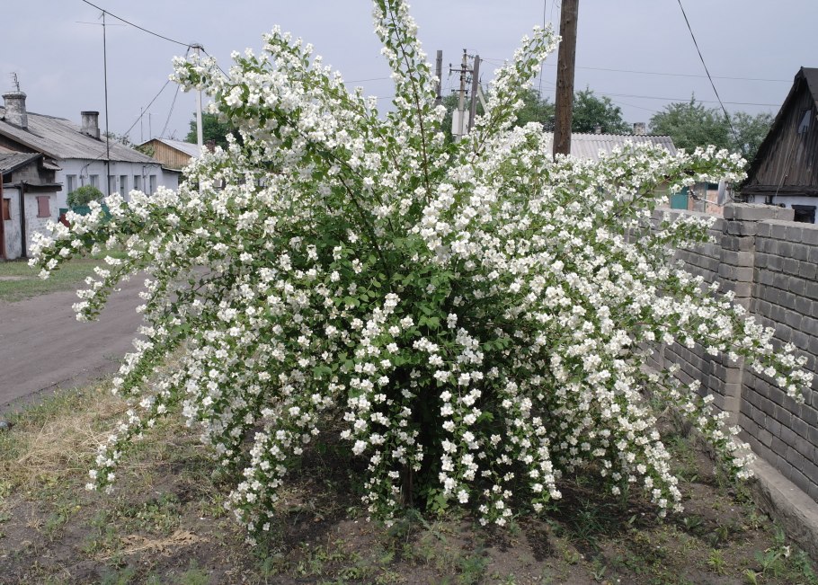 Чубушник Коронариус