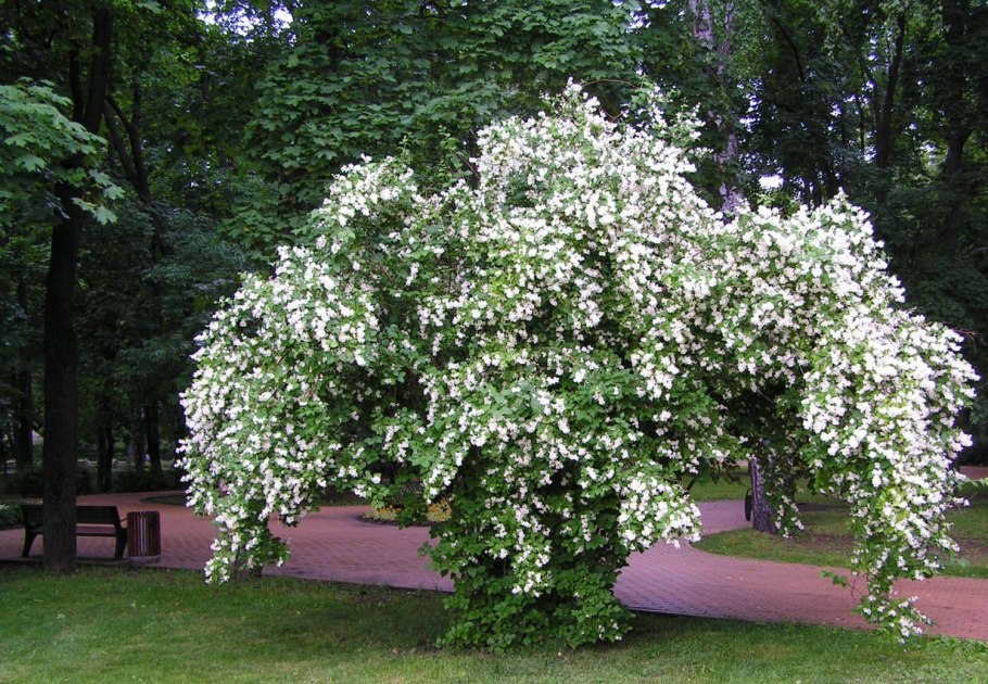 Жасмин чубушник