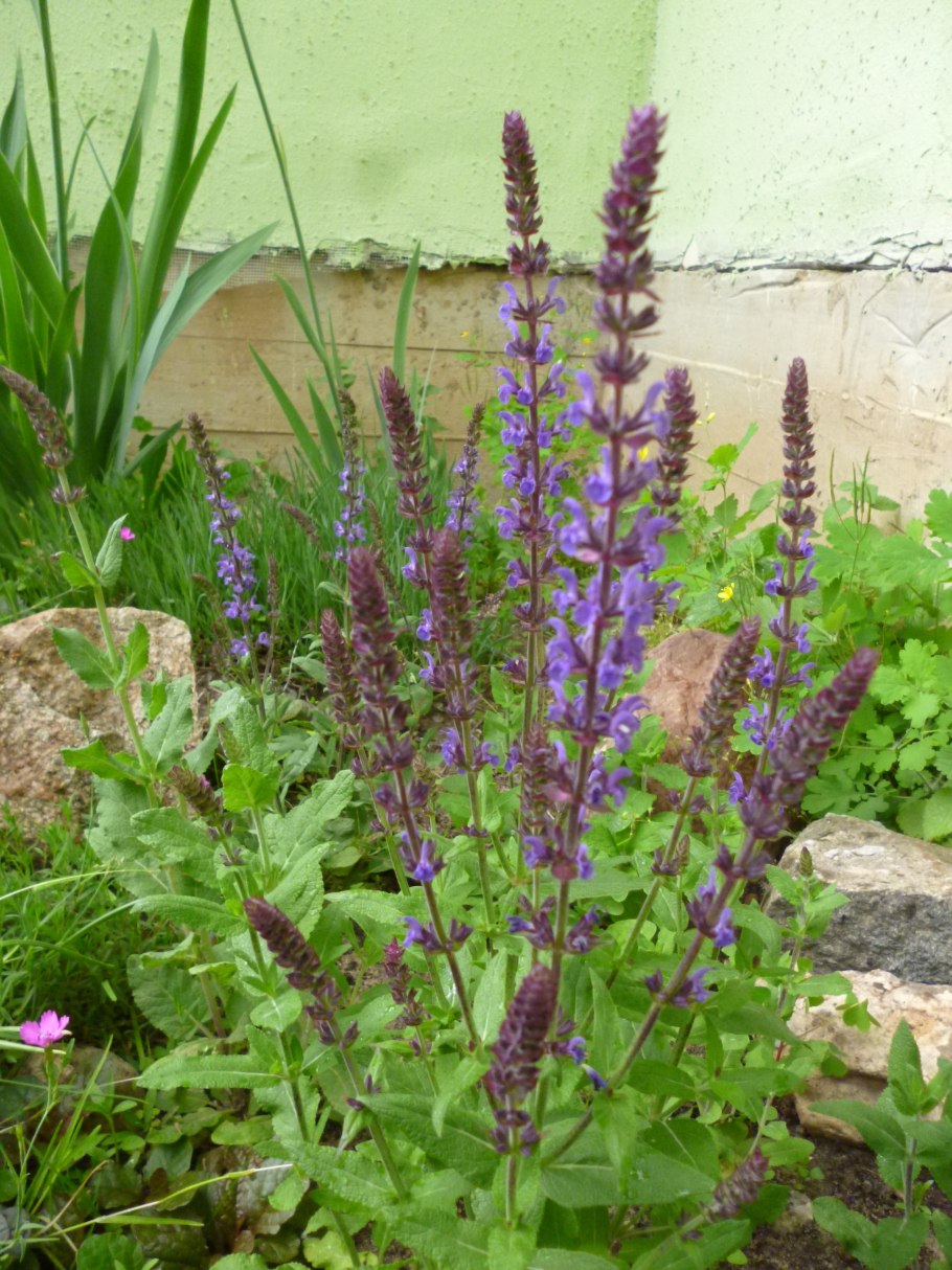 Шалфей многоколосковый