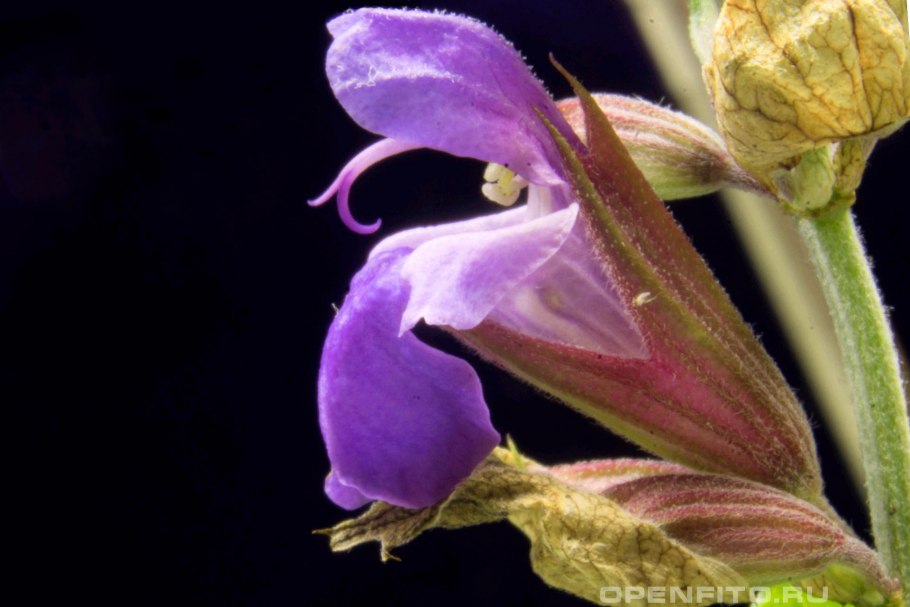 Salvia растение