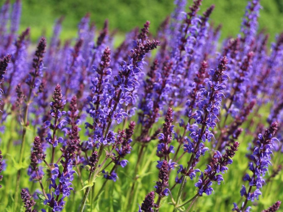 Шалфей Дубравный 'Mainacht'