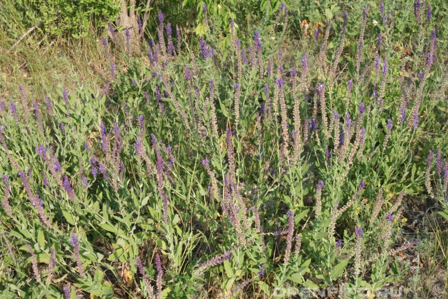 Шалфей пустынный