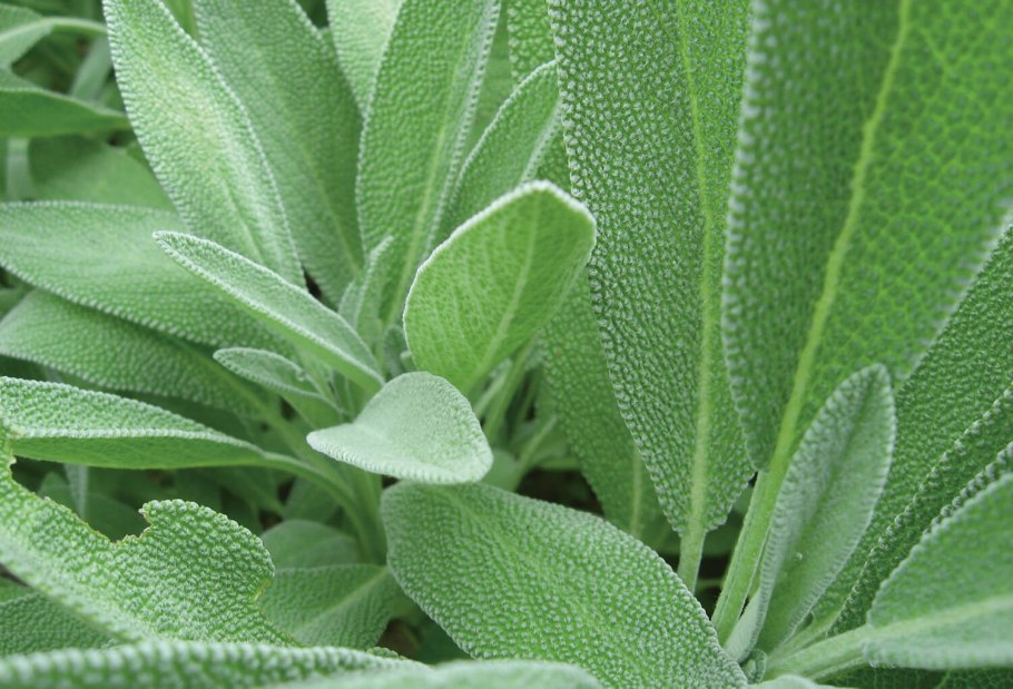 Шалфея листья Salvia