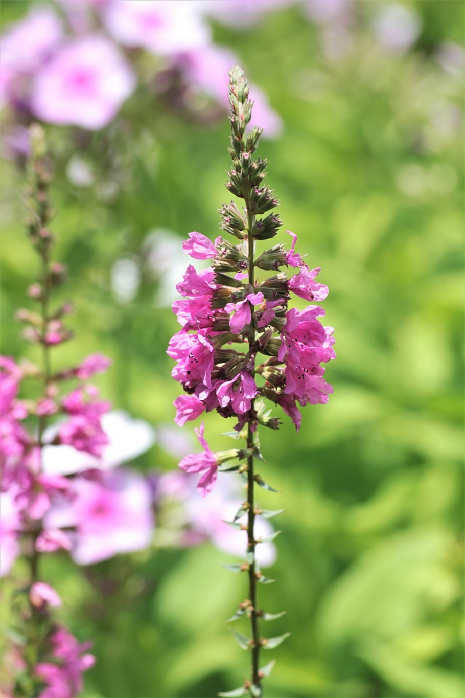 Шалфей крупным планом