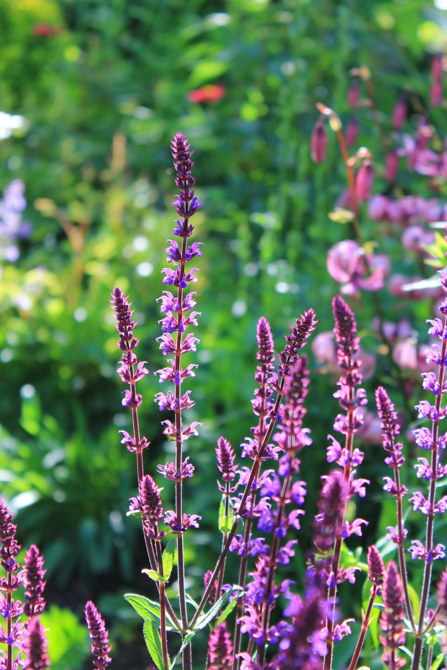 Шалфей лекарственный