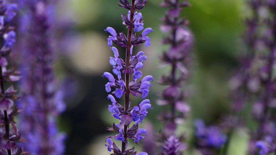 Шалфей Императорский