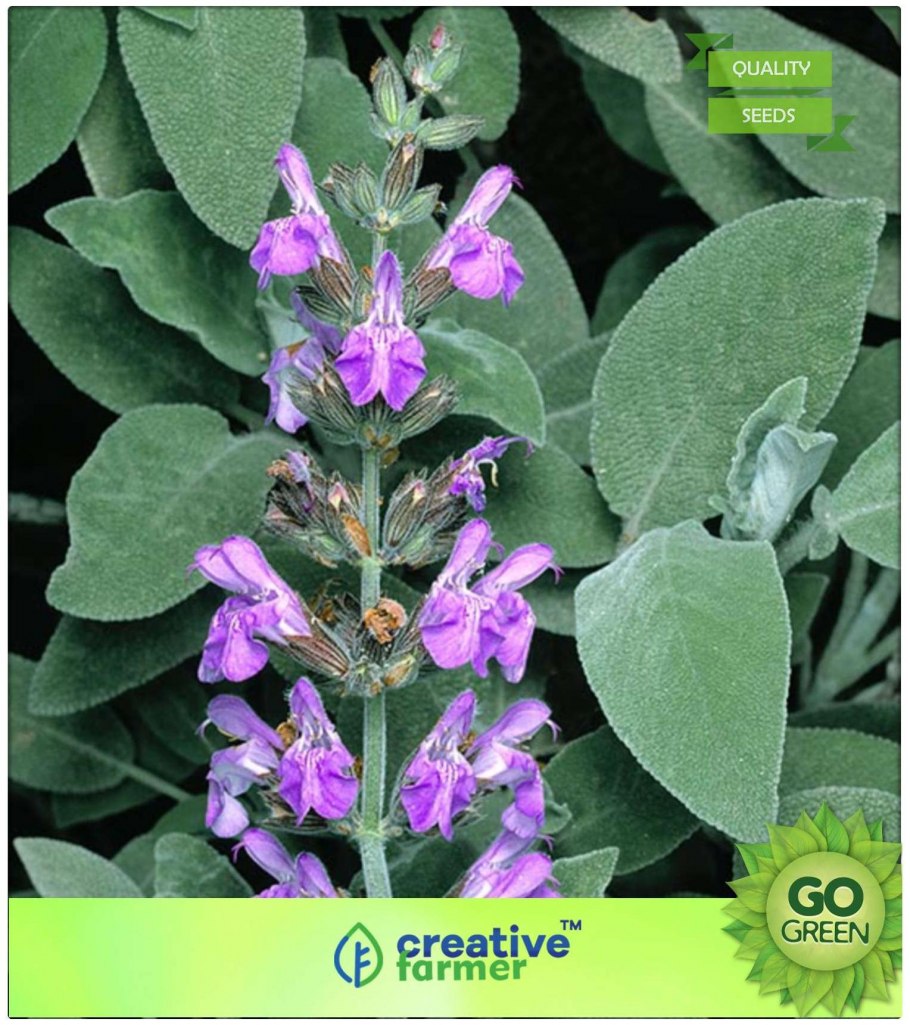 Шалфей лавандоволистный