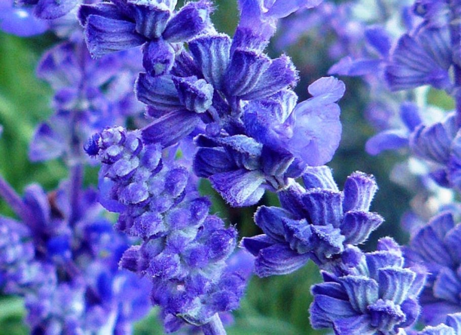 Шалфей Волшебный