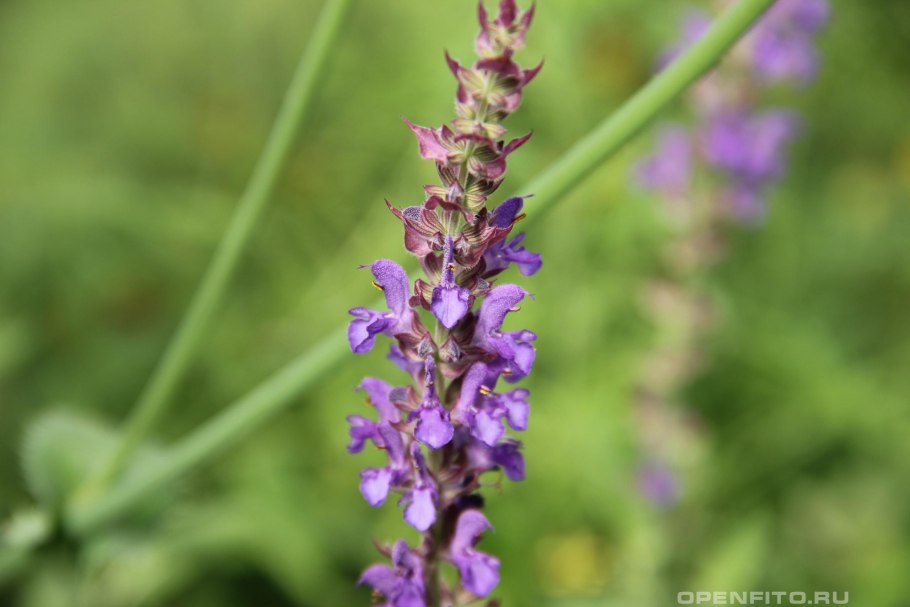 Шалфей Степной