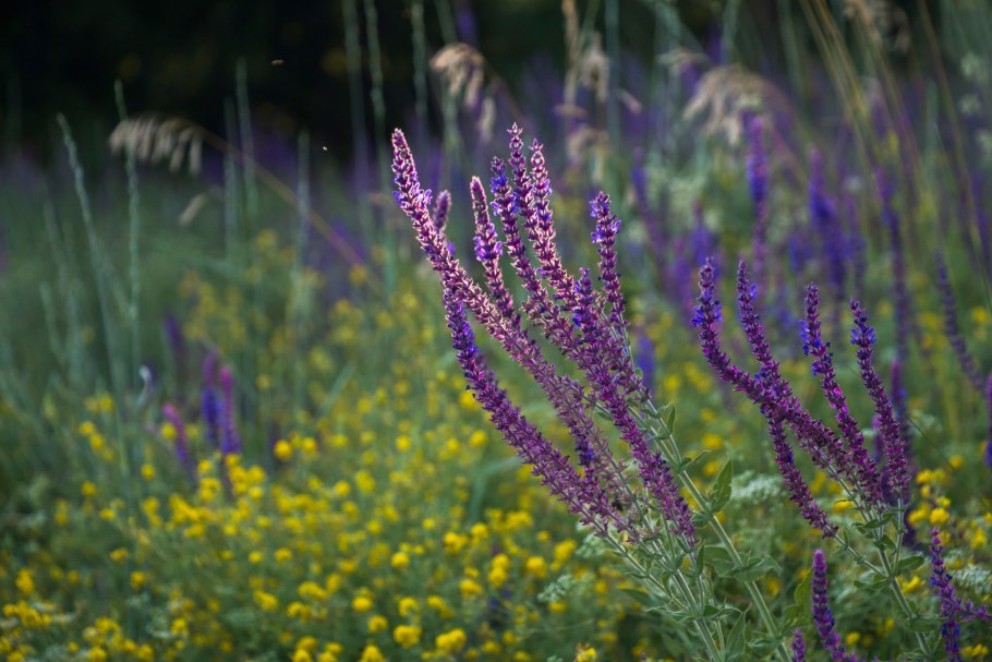 Шалфей лавандоволистный