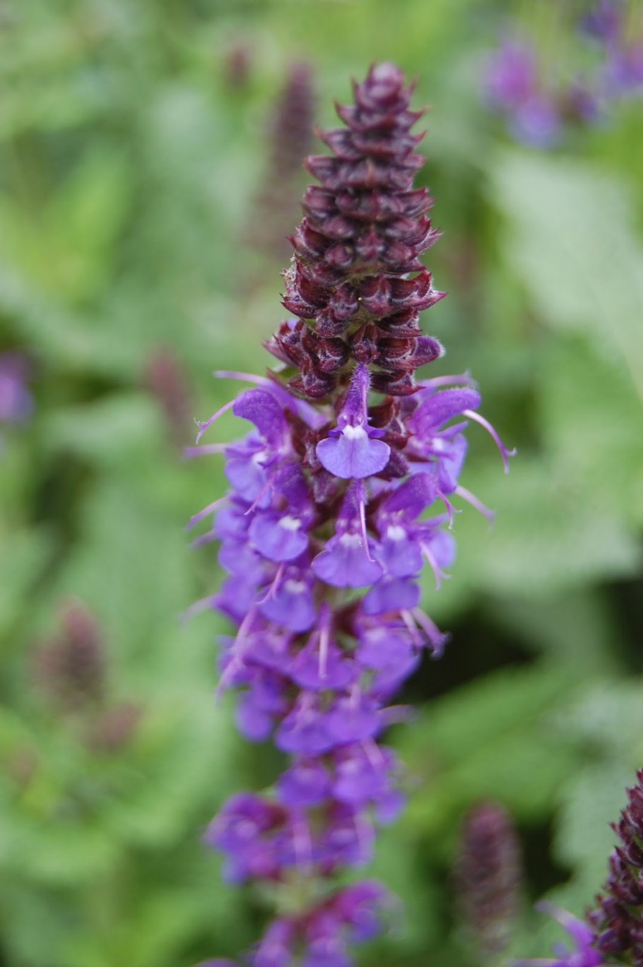 Шалфей лавандоволистный