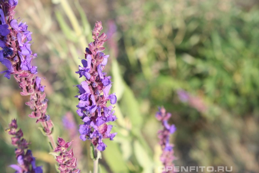 Шалфей прямостоячий