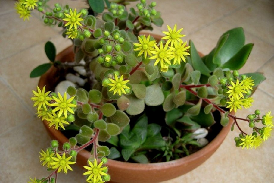 Антуриумы Шерцера и Андре