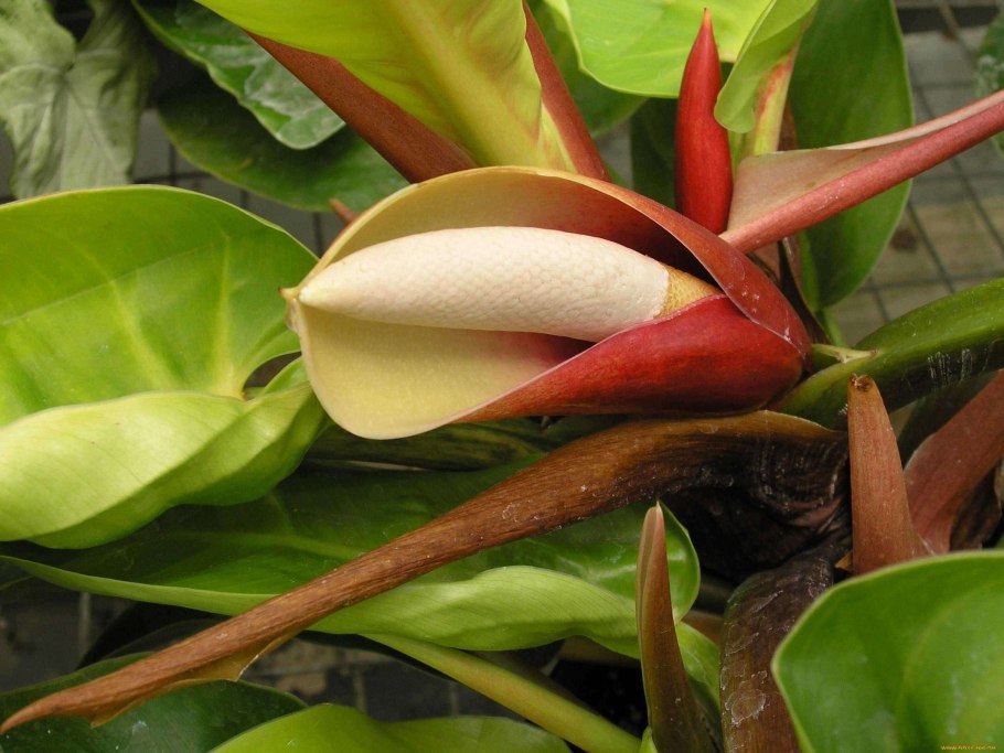 Комнатные растения тропиков