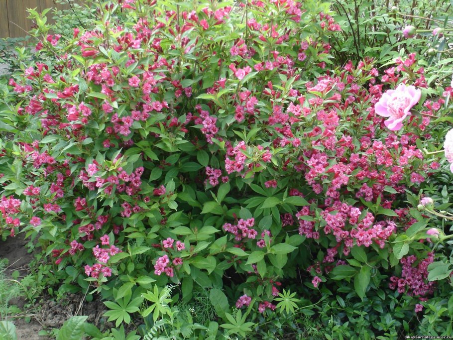 Вейгела Bristol Ruby