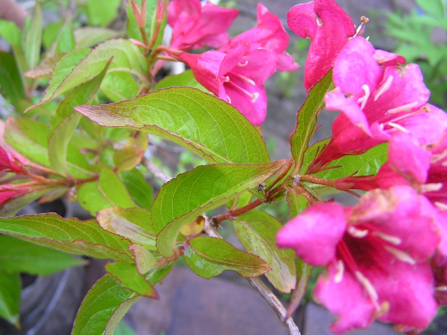 Вейгела румба