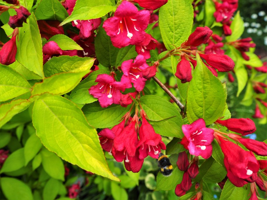 Вейгела Цветущая Bristol Ruby