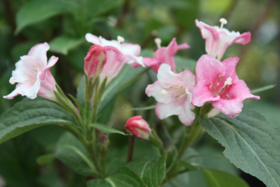 Weigela Bristol Ruby вейгела