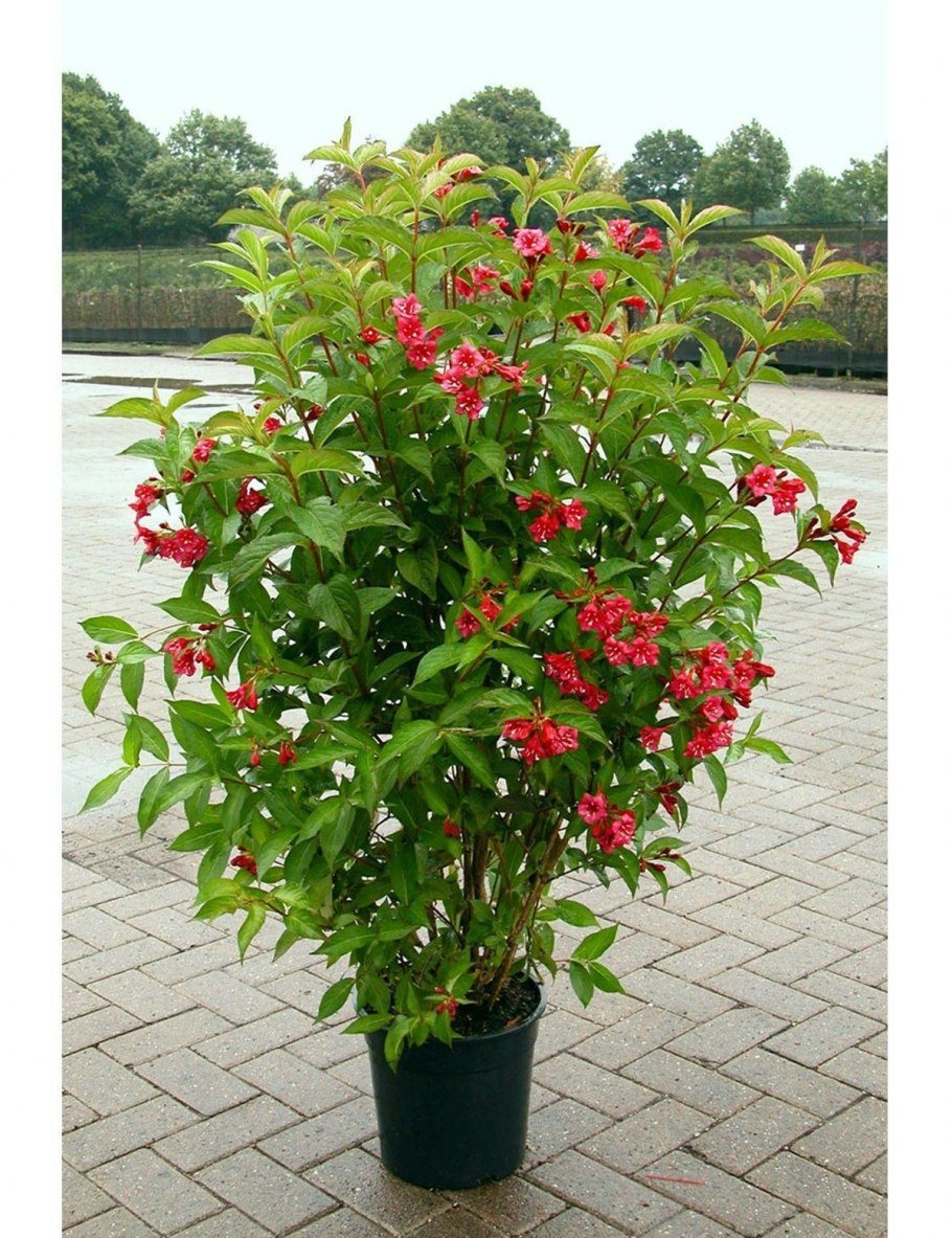 Вейгела Бристоль Руби