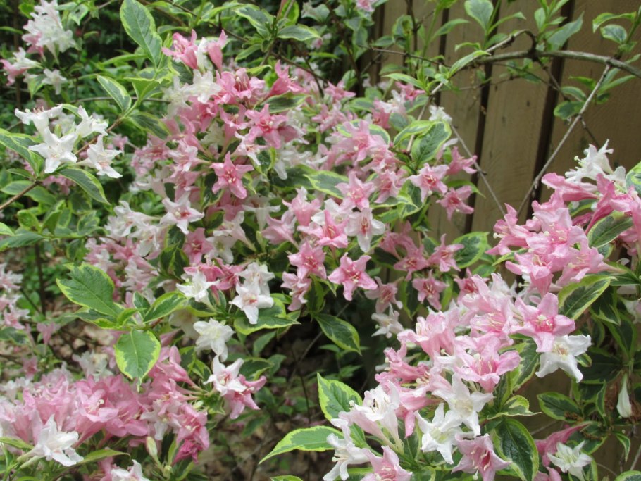 Вейгела Бристоль Вариегата