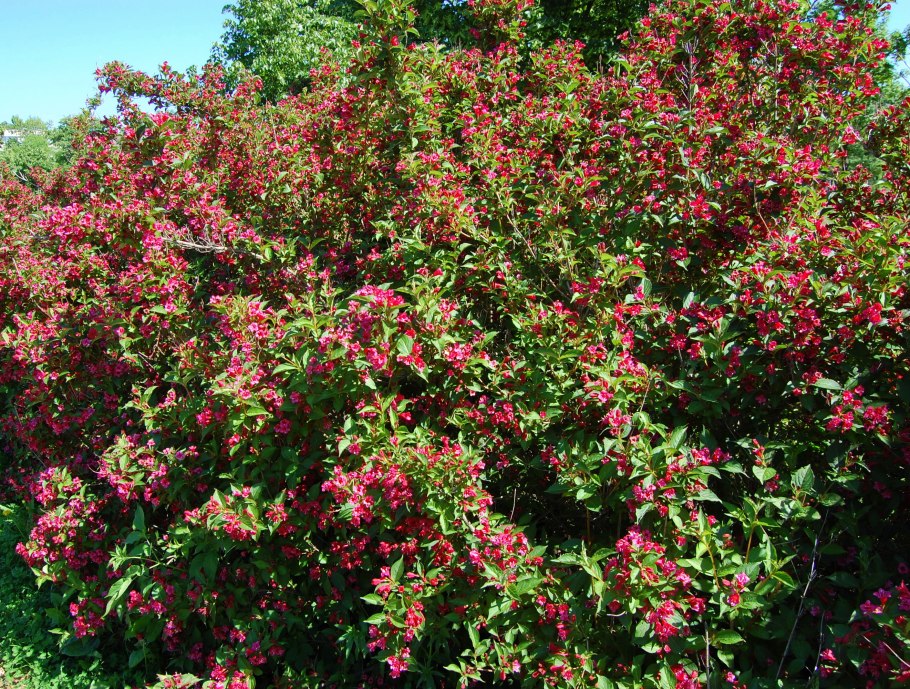 Вейгела (сорт 'Bristol Ruby') гибридная